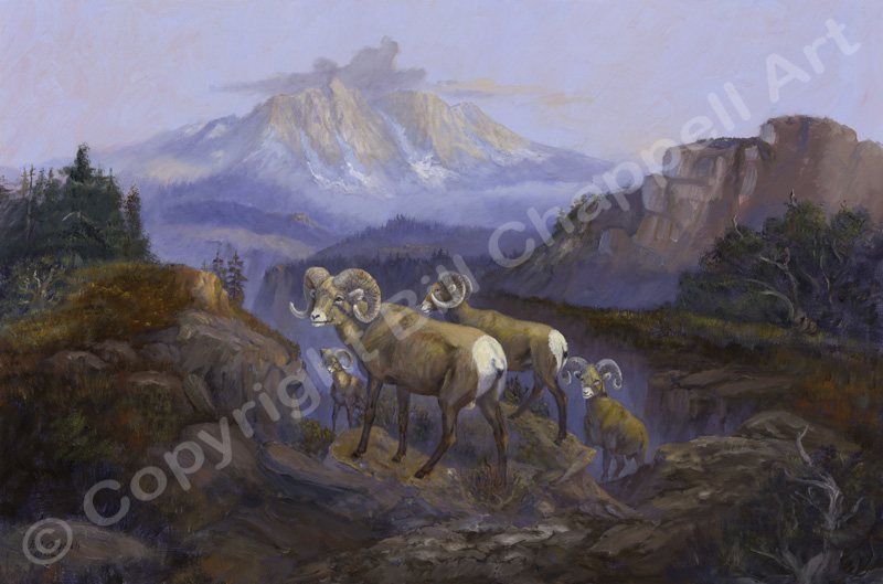 Rocky Mountain Rams